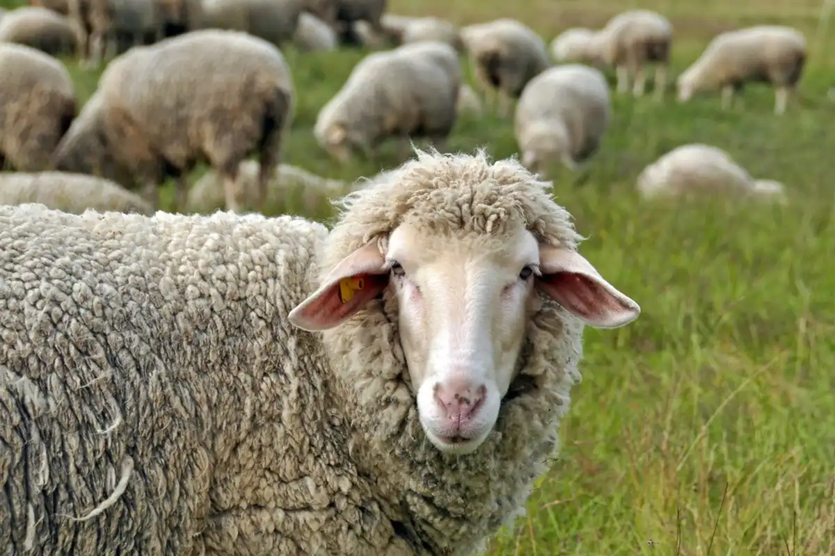 Kurban Bayramı Ne Zaman?